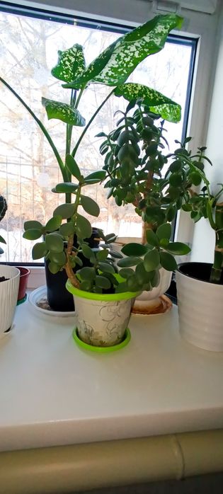 Продам денежное дерево