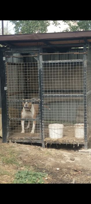 Продам мощного кобеля стафорд