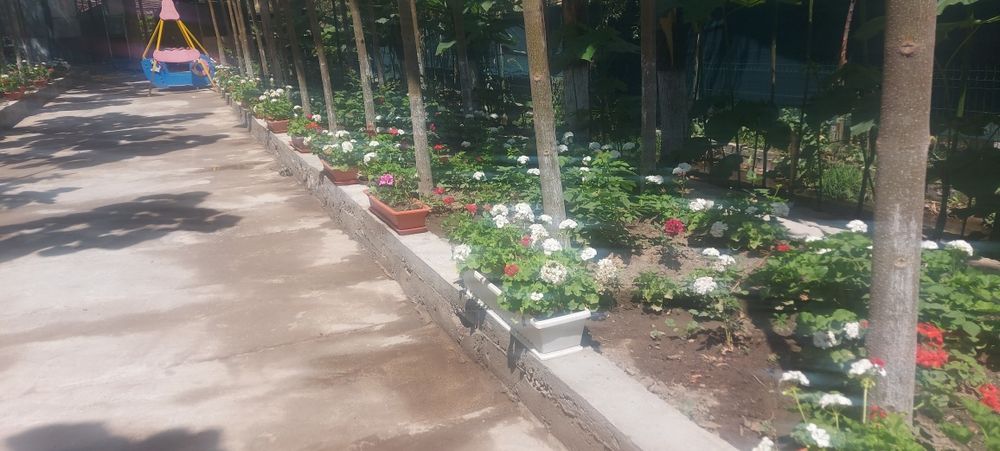 Герань ва пеларгония гуллари