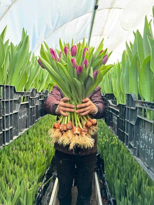 Тюльпаны оптом. Тюльпаны Алматы. Тюльпаны