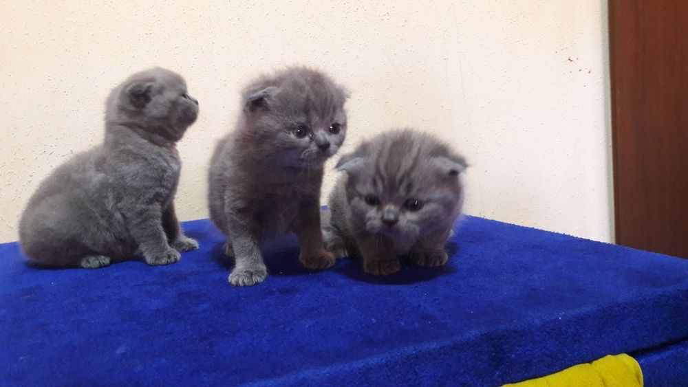 Продаются котята скоттиш фолд