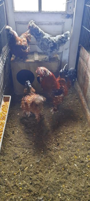 Disponibil oua incubat (strumski  taie mare)