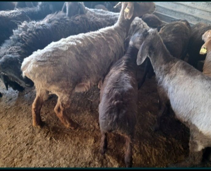 Кои токты бар сатылатын