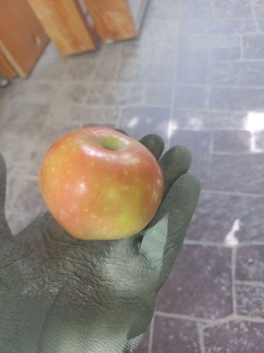 Яблоки местные домашние