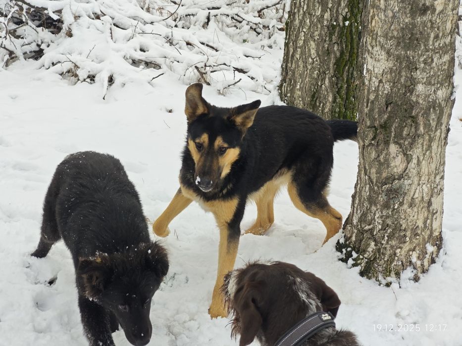 Молодой кобель кастрат