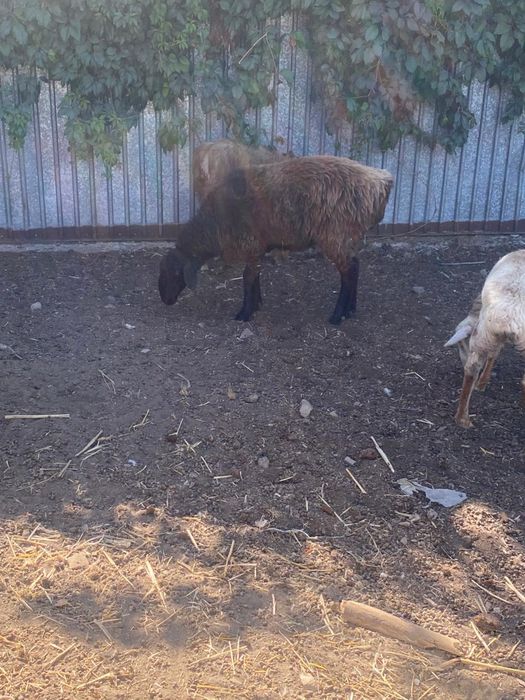 2 кочкара 2 матки 1 ягненок