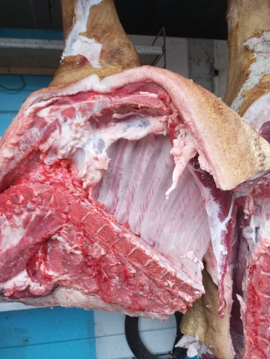 Свинина домашняя продам!