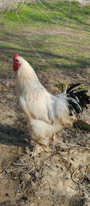 Қораз гарантия 100%