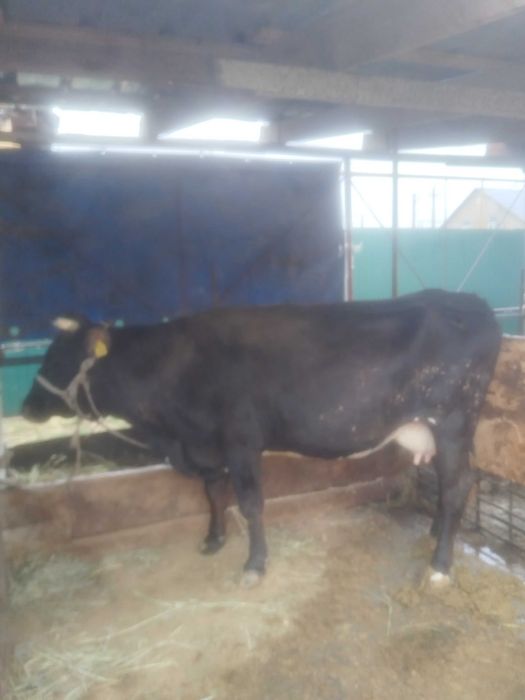 Продам корову 4 года