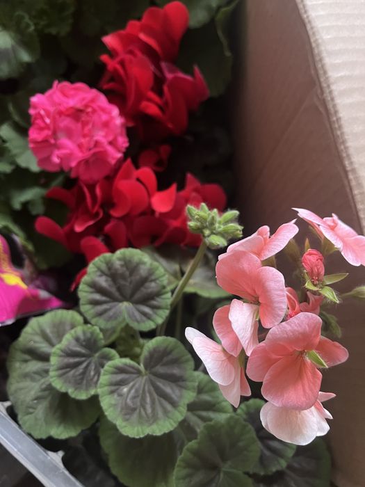 Комнатные растения