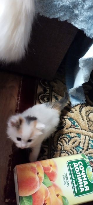 Отдам в добрые руки