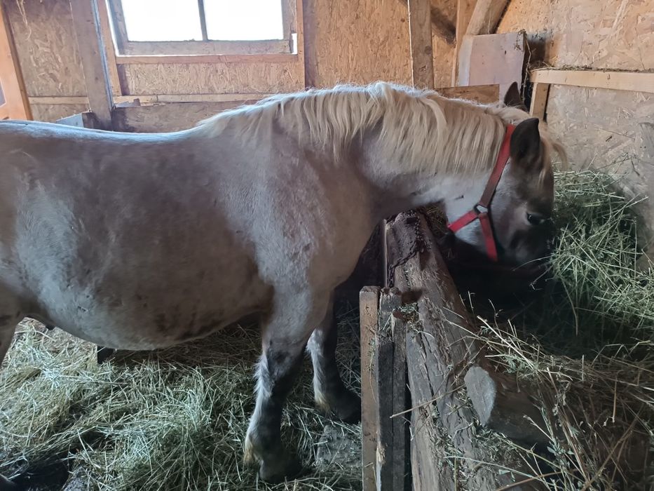 De vânzare mânz semigreu