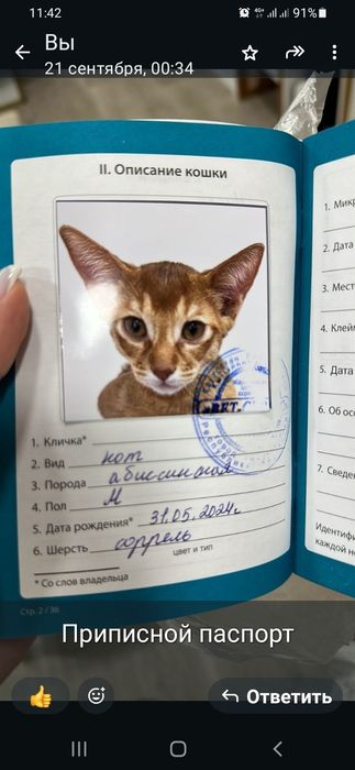 Котёнок абиссинец
