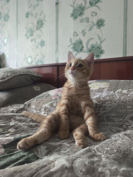 Котенок в добрые руки