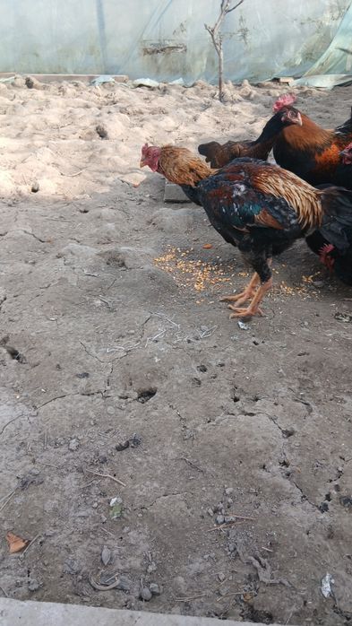 Дакан хуроз ва товук