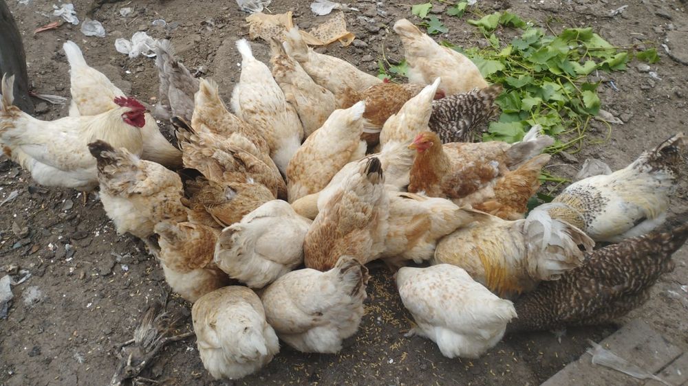Куры домашние не дорого
