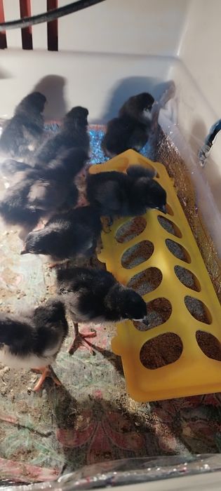 Цыплята австролорп