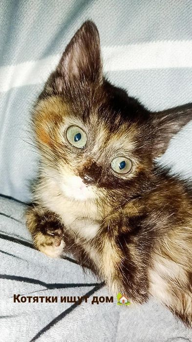Очень красивые котята в поисках дома