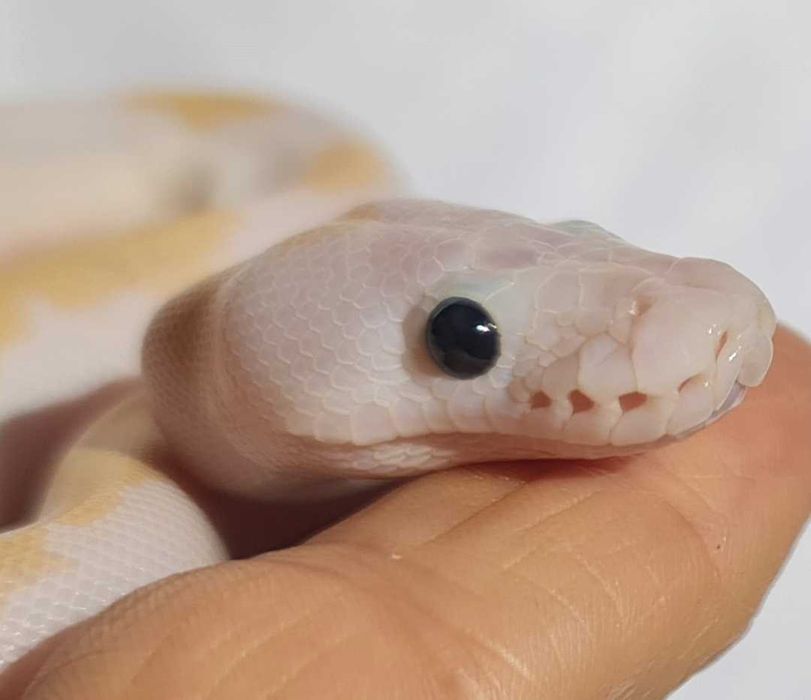 Самка,королевский питон.