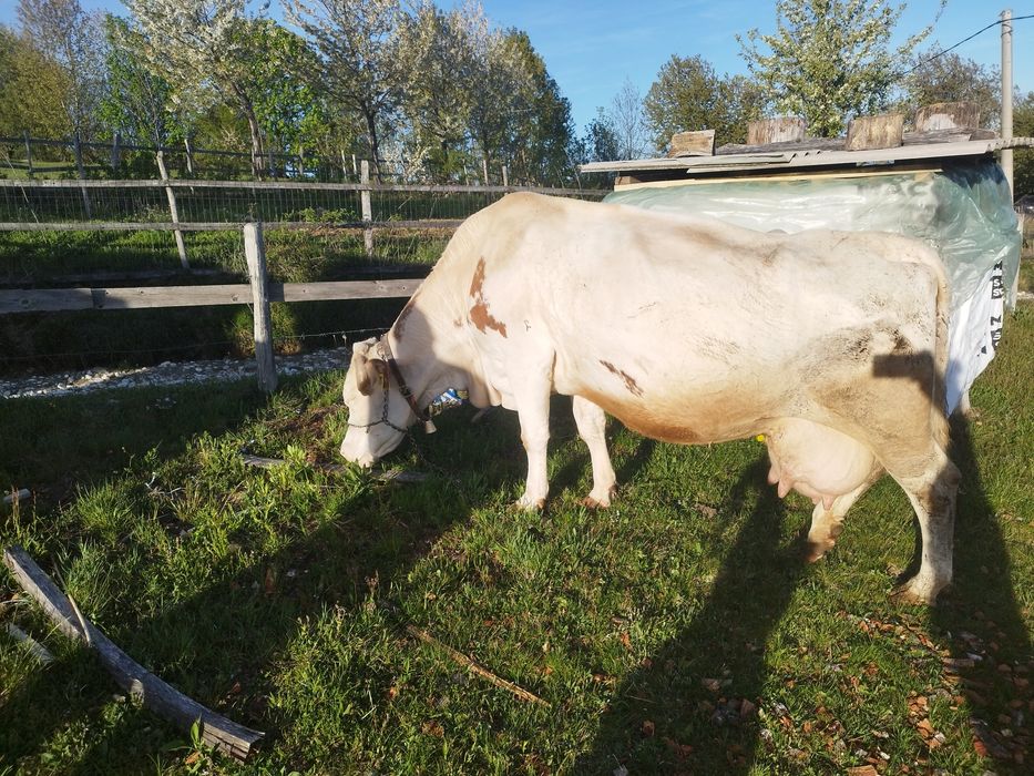 Vacă de vânzare  bună de lapte