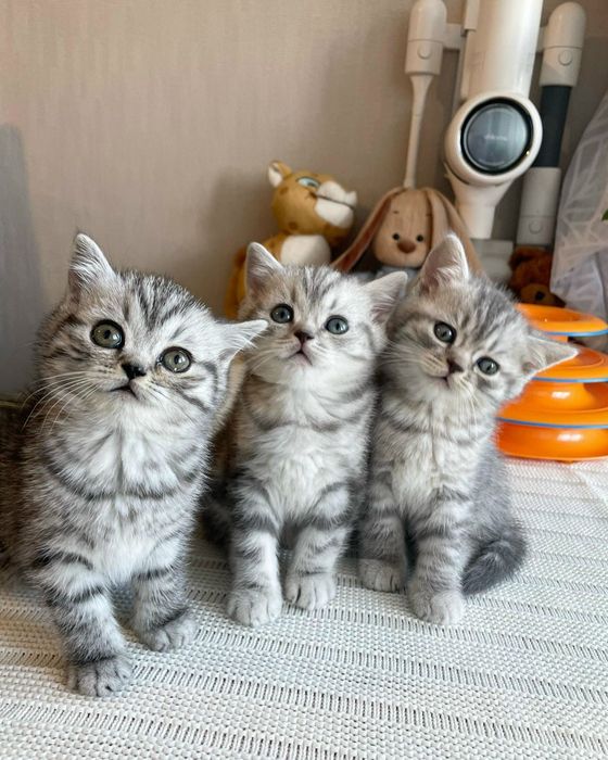 Шикарненькие Котята