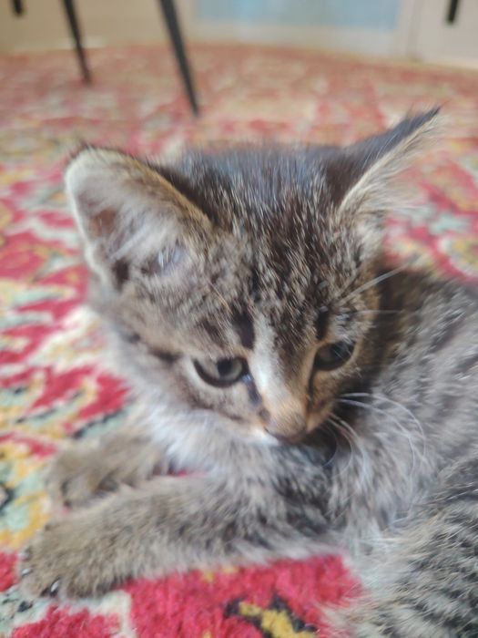 Котенок в хорошем людям