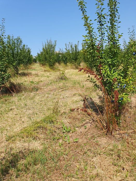 Vând 5900 m teren intravilan,