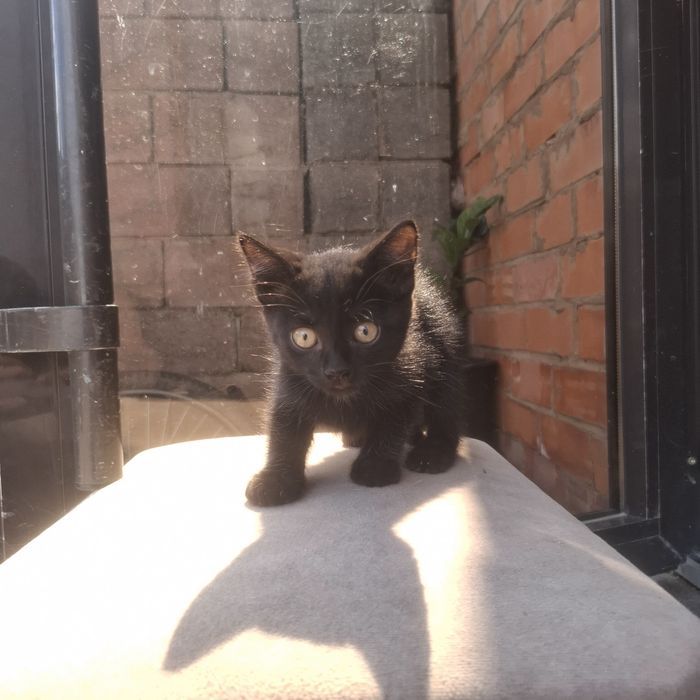Котёнок чёрного цвета
