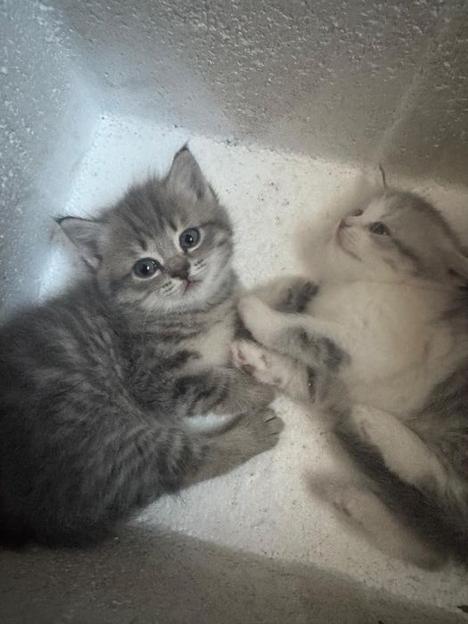 Котята британки короткошерстной