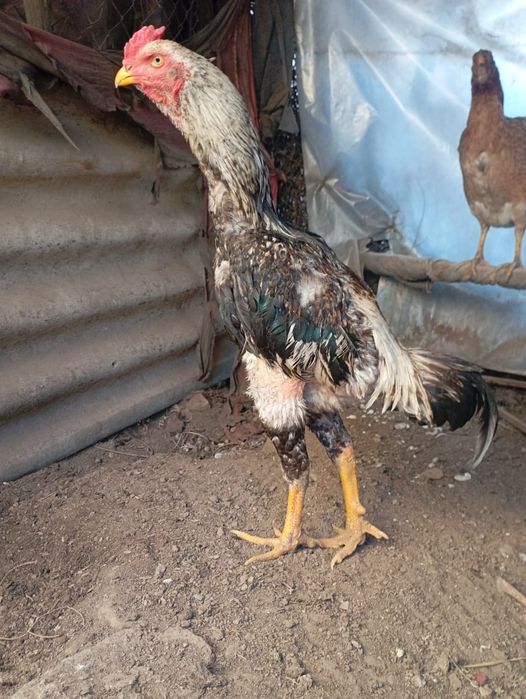 Дакан тулак ннннннн