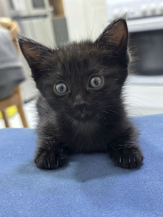 Котенок красивый