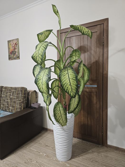 Продаю диффенбахию в белом кашпо