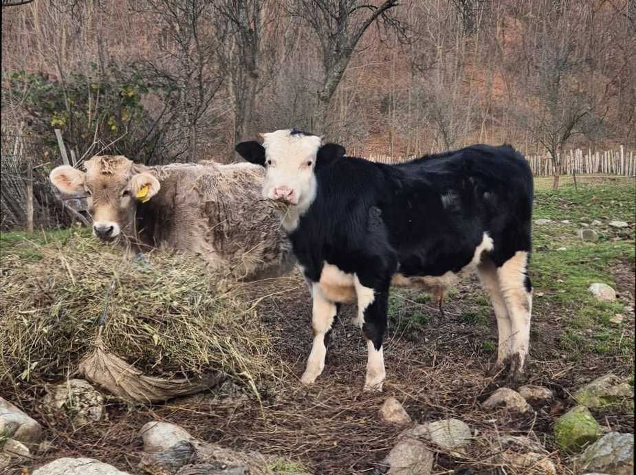 Vitel deosebit - Angus/Baltata, Vaideeni Valcea - de vanzare