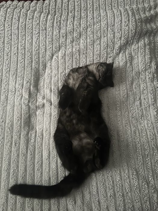 кот на вязку, ищет подружку