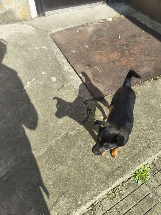 Женски Мини пинчер