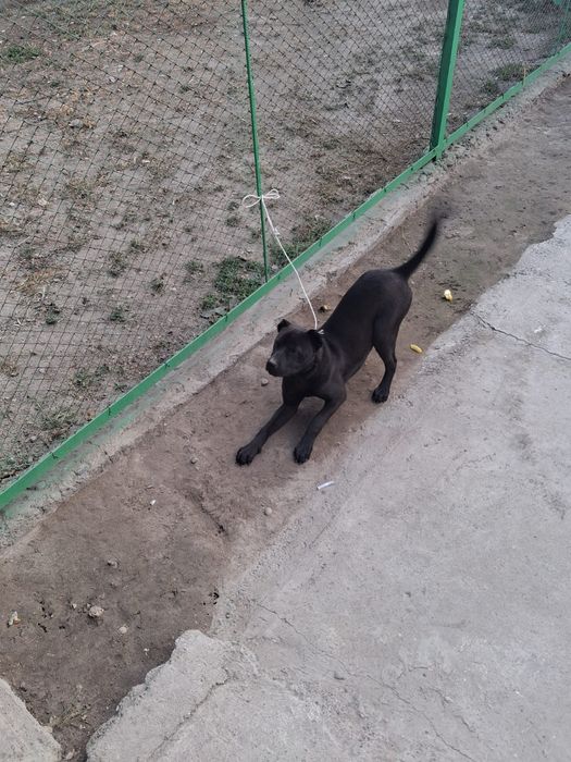 Сабака котята..олд