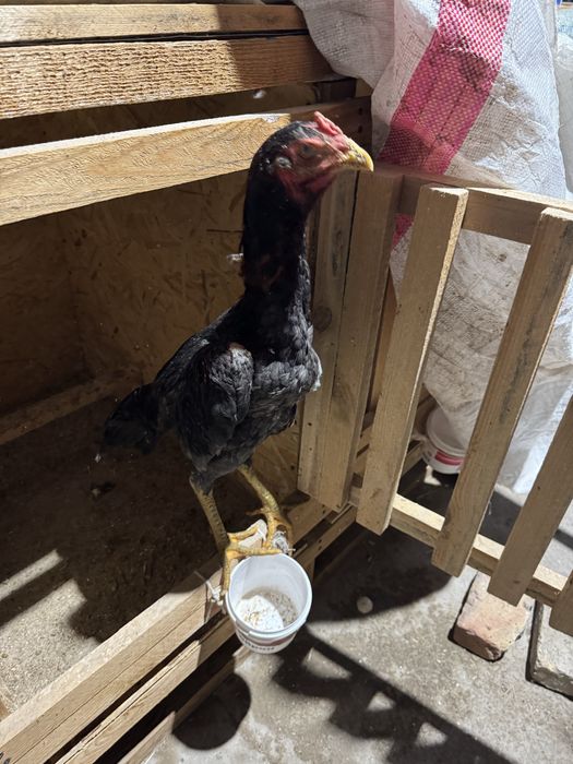 Дакан О Шамо продаю