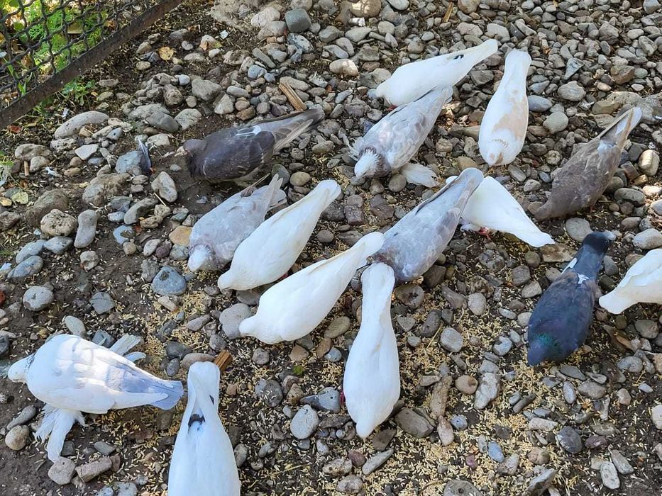 Голуби породистые