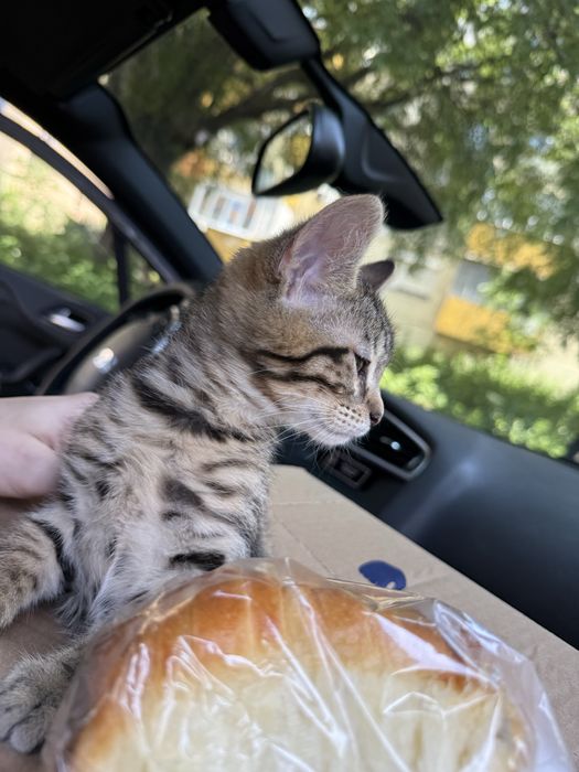 Коте подарявам котка