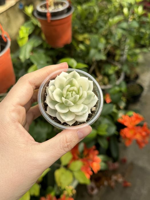 Эхеверия суккулент