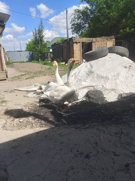 Продам гусей породы линда