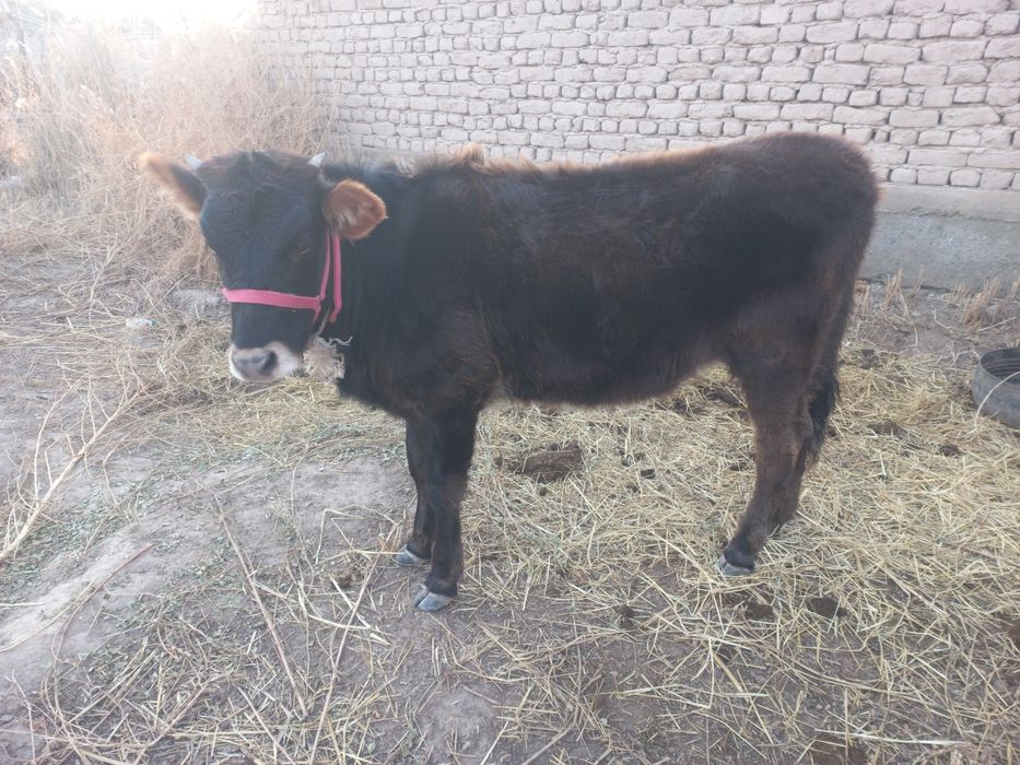 Семиз Қашар сатилади денсаулиғи жақси бахаси 15 млн