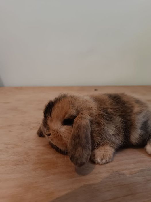 Karlik baran . Mitti quyonlar. Карликовые кролики