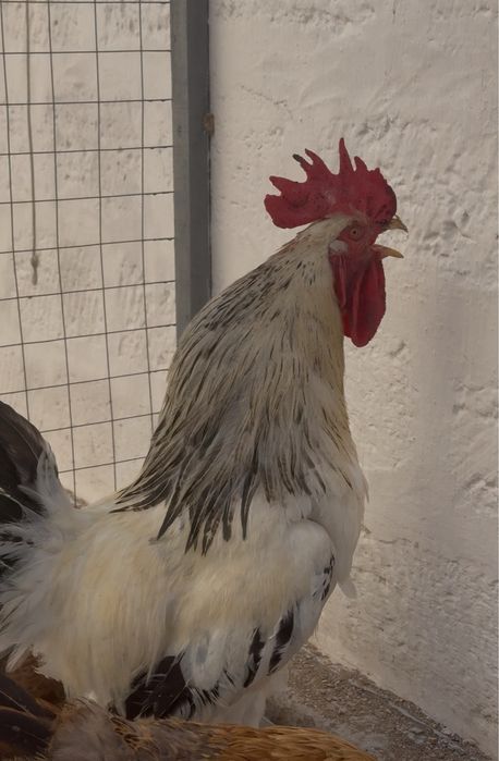 Үлкен қара әтештер