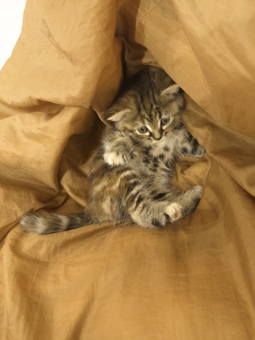 кошка британская 1,5месяц