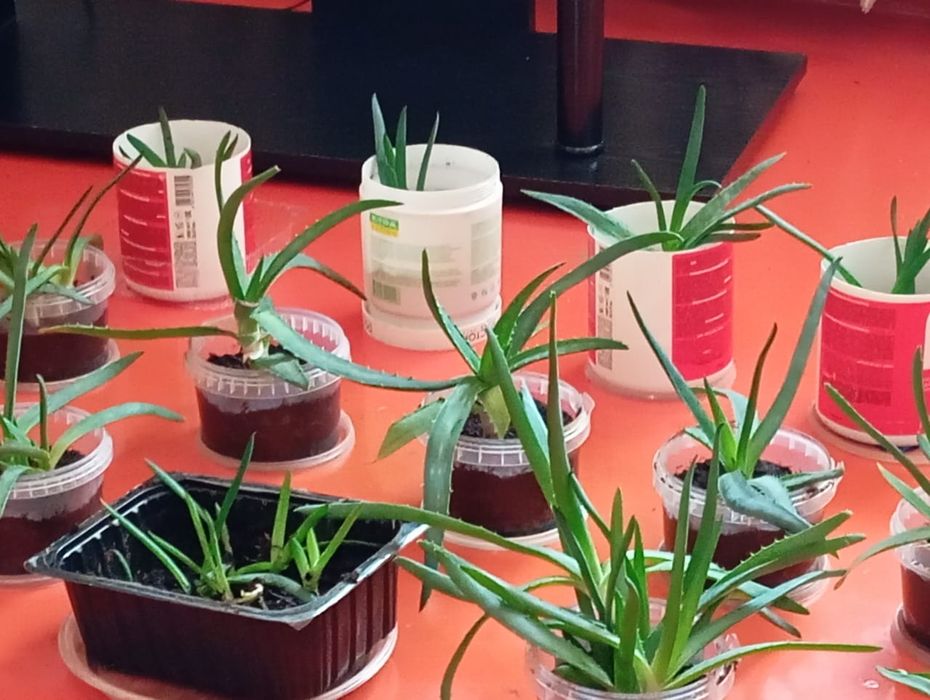 Продам алоэ,сансивьеру.