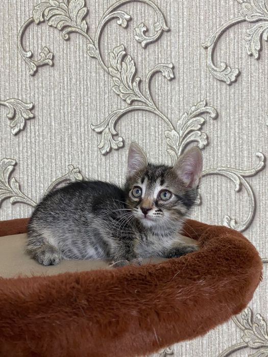 В добрые руки котенок