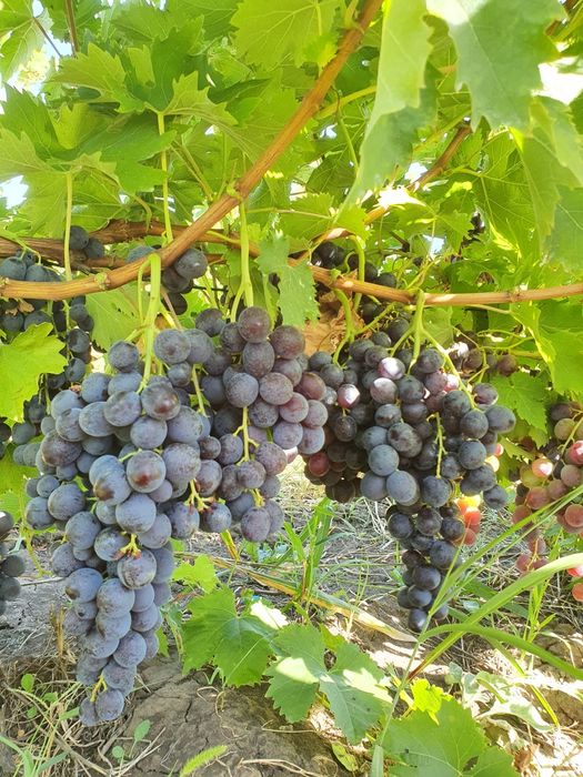 Struguri de masa si de vin