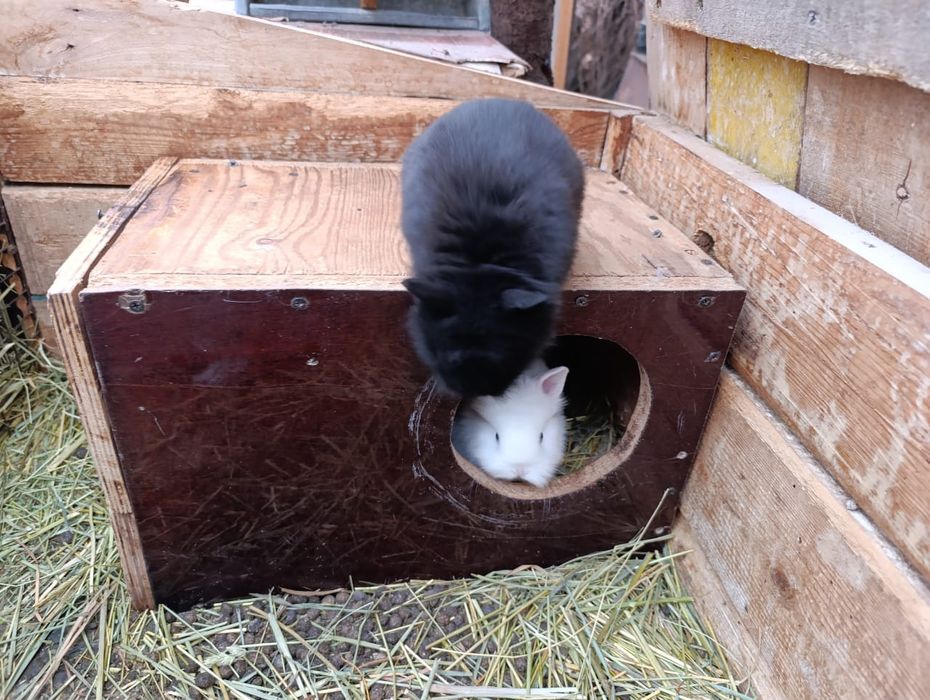 Продам декоративных кроликов