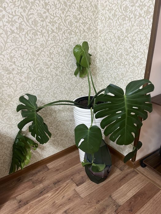 Комнатные цветы для офиса, школ